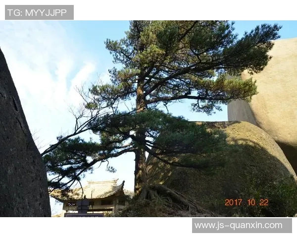 带松字的足球明星们如何在绿茵场上展现非凡才华与魅力 带松字的足球明星们如何在绿茵场上展现非凡才华与魅力